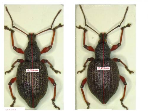 Réf. 197 330 : Otiorhynchus pyrenaeus